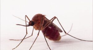 Veja remédios caseiros para coceira de picada de mosquito