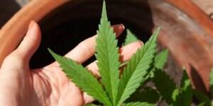 Stj estende prazo para normas sobre cannabis medicinal até março